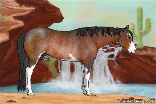 Horse Color:Bay Sabino Rabicano 