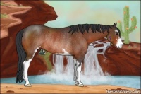 Horse Color:Bay Sabino Rabicano