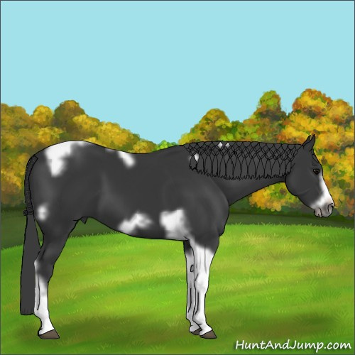 Horse Color:Black Tobiano Frame