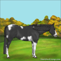 Horse Color:Black Tobiano Frame 