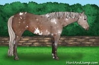 Horse Color:White Spotted Silver Bay Rabicano 