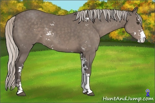 Horse Color:Silver Black Sabino 