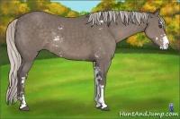 Horse Color:Silver Black Sabino 