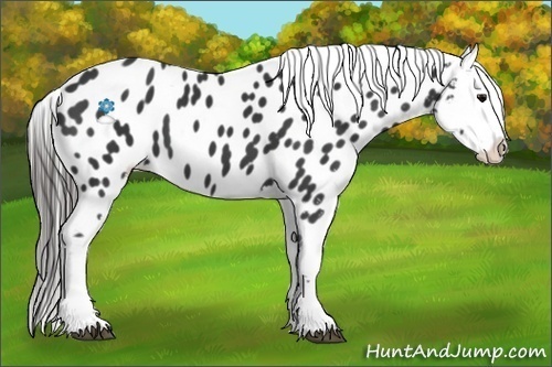 Horse Color:Black Appaloosa 