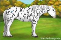 Horse Color:Black Appaloosa 