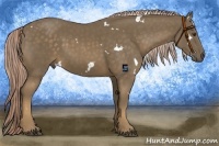 Horse Color:White Spotted Chocolate Palomino 