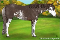 Horse Color:Liver Chestnut Sabino