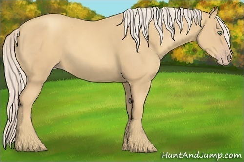 Horse Color:Gold Cream Champagne 
