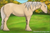 Horse Color:Gold Cream Champagne 