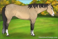 Horse Color:Buckskin Dun Sabino Splash