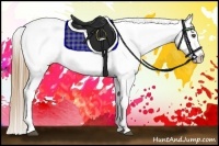 Horse Color:Buckskin Appaloosa 