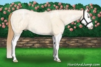 Horse Color:Buckskin Ice Roan Pearl Splash 