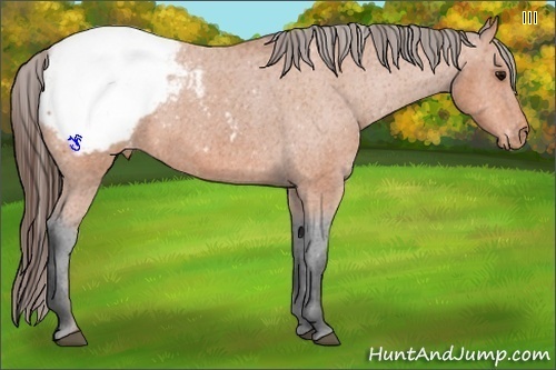 Horse Color:Bay Snowcap 