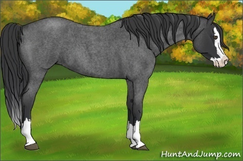 Horse Color:Blue Roan Splash