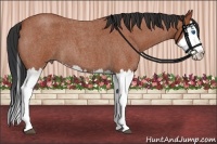 Horse Color:Bay Roan Splash