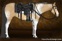Horse Color:White Spotted Buckskin