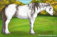 Horse Color:White Spotted Liver Chestnut 