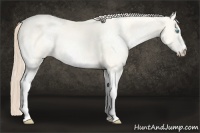 Horse Color:White Spotted Perlino Dun Rabicano 