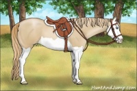 Horse Color:Red Dun Pearl Splash 