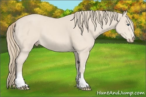 Horse Color:White Spotted Perlino Rabicano 