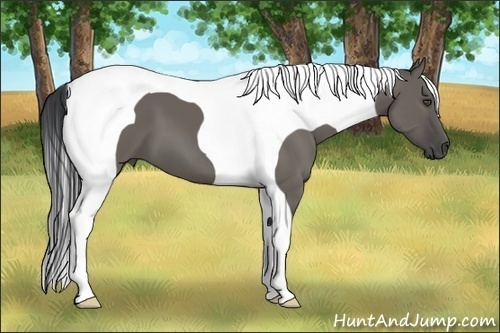 Horse Color:Grullo Tobiano 
