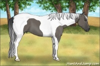 Horse Color:Grullo Tobiano 