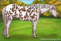 Horse Color:Chestnut Appaloosa