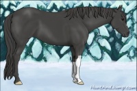 Horse Color:Smoky Black 