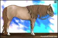 Horse Color:Liver Chestnut Pearl 
