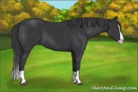 Horse Color:Black Splash