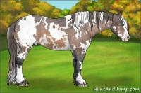 Horse Color:White Spotted Buckskin Splash Frame Appaloosa 