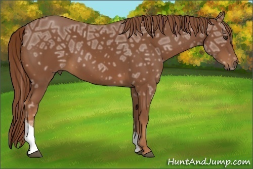 Horse Color:Chestnut Ice Tobiano 