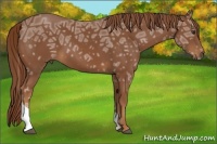Horse Color:Chestnut Ice Tobiano 