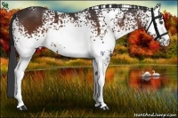 Horse Color:White Spotted Bay 