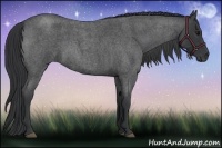 Horse Color:Blue Roan