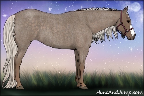 Horse Color:Silver Blue Roan 