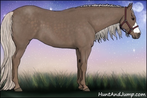 Horse Color:Silver Blue Roan 