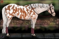 Horse Color:Silver Brown Sabino Near Leopard 