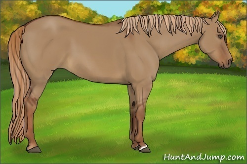 Horse Color:Unknown