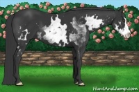 Horse Color:White Spotted Black Splash Frame 