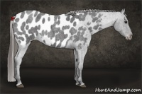Horse Color:Smoky Blue Roan Appaloosa 