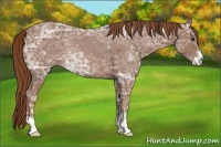 Horse Color:Chestnut Ice Sabino 