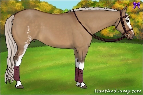 Horse Color:White Spotted Silver Bay Dun 