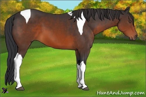 Horse Color:Brown Tobiano 