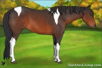 Horse Color:Brown Tobiano