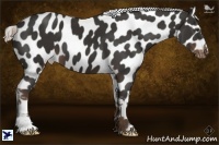 Horse Color:Liver Chestnut Appaloosa 