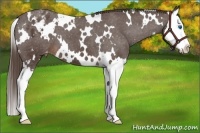 Horse Color:White Spotted Liver Red Roan Splash Varnish