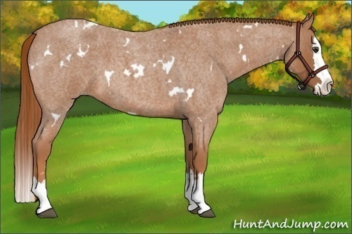 Horse Color:White Spotted Red Roan Splash