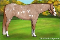 Horse Color:White Spotted Red Roan Splash