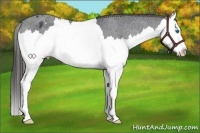 Horse Color:Black Splash Appaloosa 